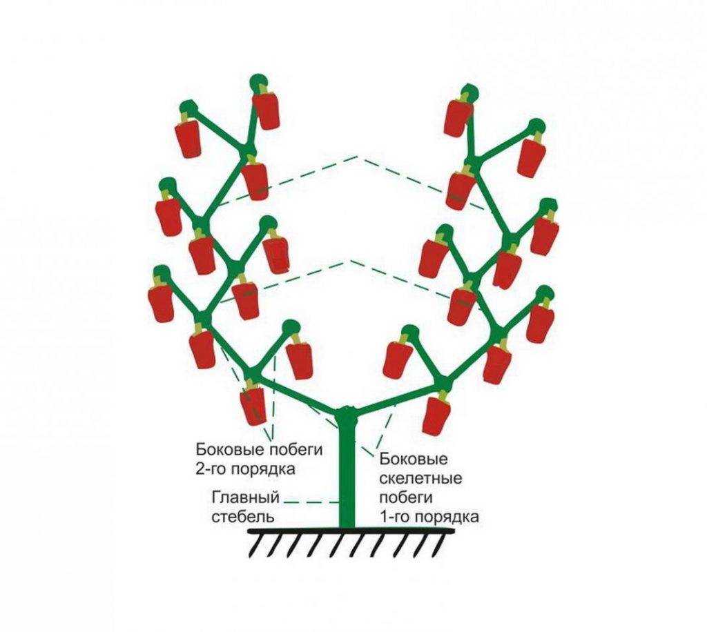 Формирование перца в теплице пошаговая инструкция схема фото