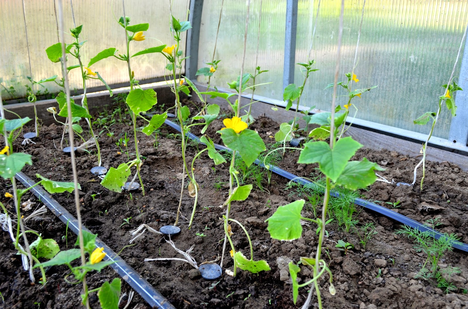 Когда и как сажать огурцы (семенами и рассадой) в теплицу в 2022 году 