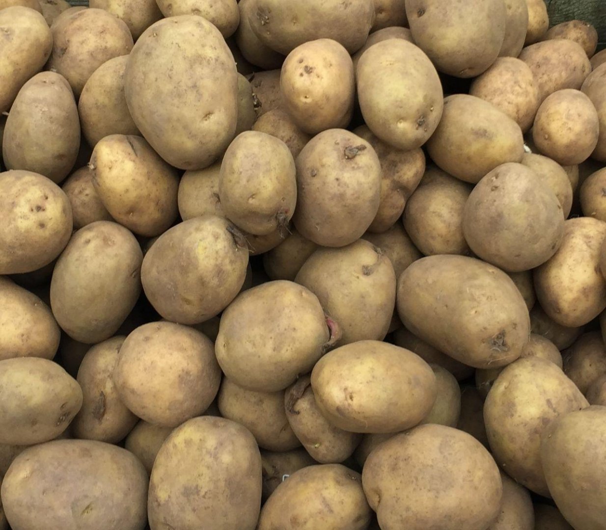 Сорт картофеля скарб: фото, описание и характеристика, основные особенности, преимущества, недостатки и правила выращивания, урожайность