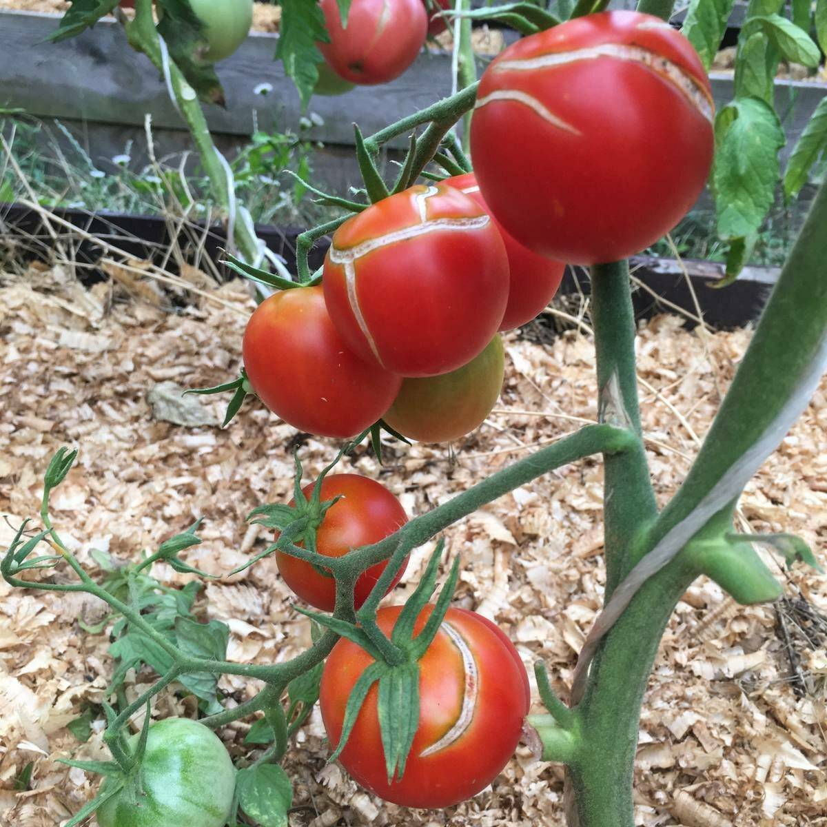 Почему трескаются помидоры в теплице при созревании на кустах, что делать