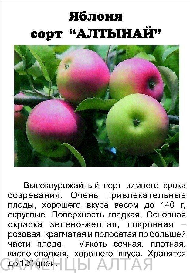 Сорта яблонь с названием и описанием для средней полосы россии