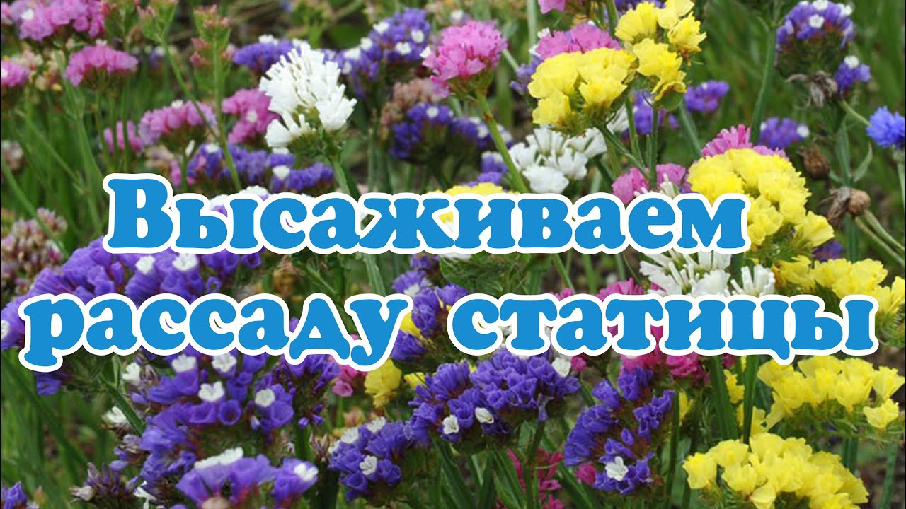 ᐉ цветок статица (кермек): посадка и уход в открытом грунте, фото, выращивание из семян - roza-zanoza.ru