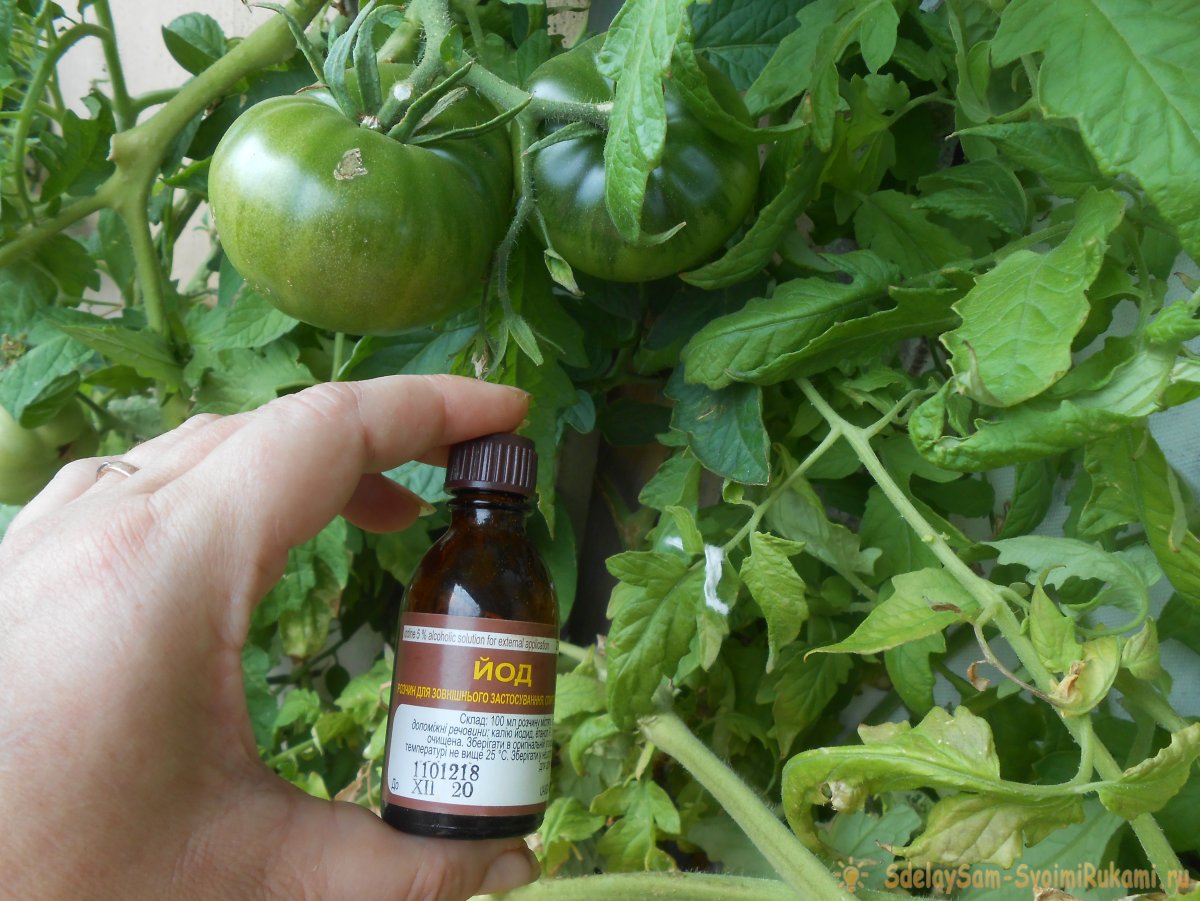 Как подкормить помидоры борной кислотой в какой пропорции, в теплице и в окрытом грунте