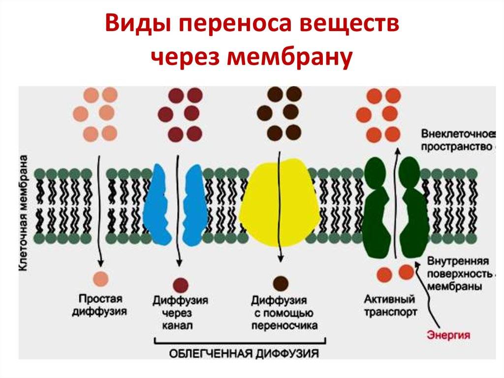 Диффузная мембрана особенность выбора и монтажа — sibear.ru