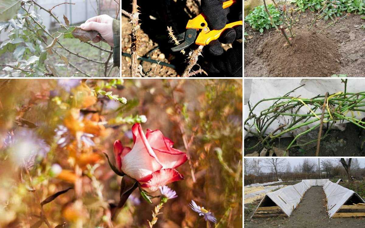 Уход за розами осенью и их подготовка к зиме: плетистых, кустовых, парковых, флорибунда