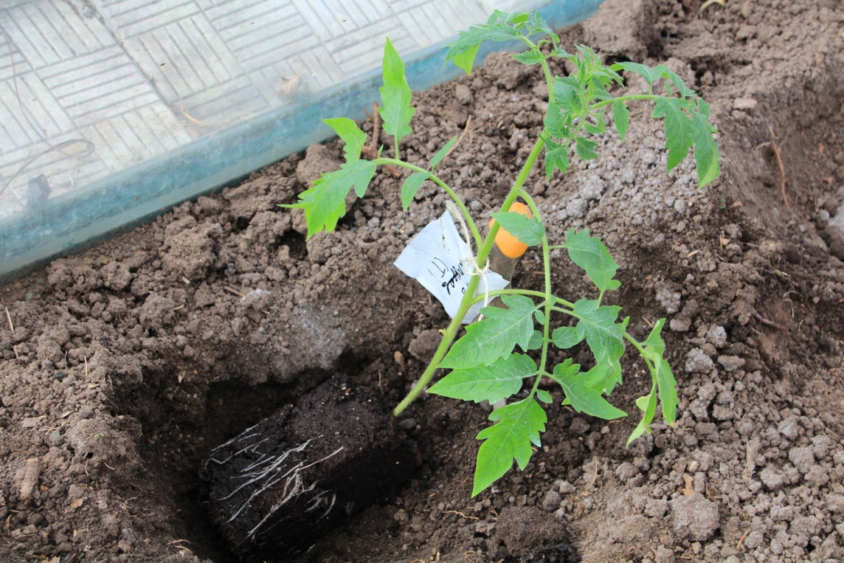 Посадка помидор в открытый грунт рассадой в мае фото