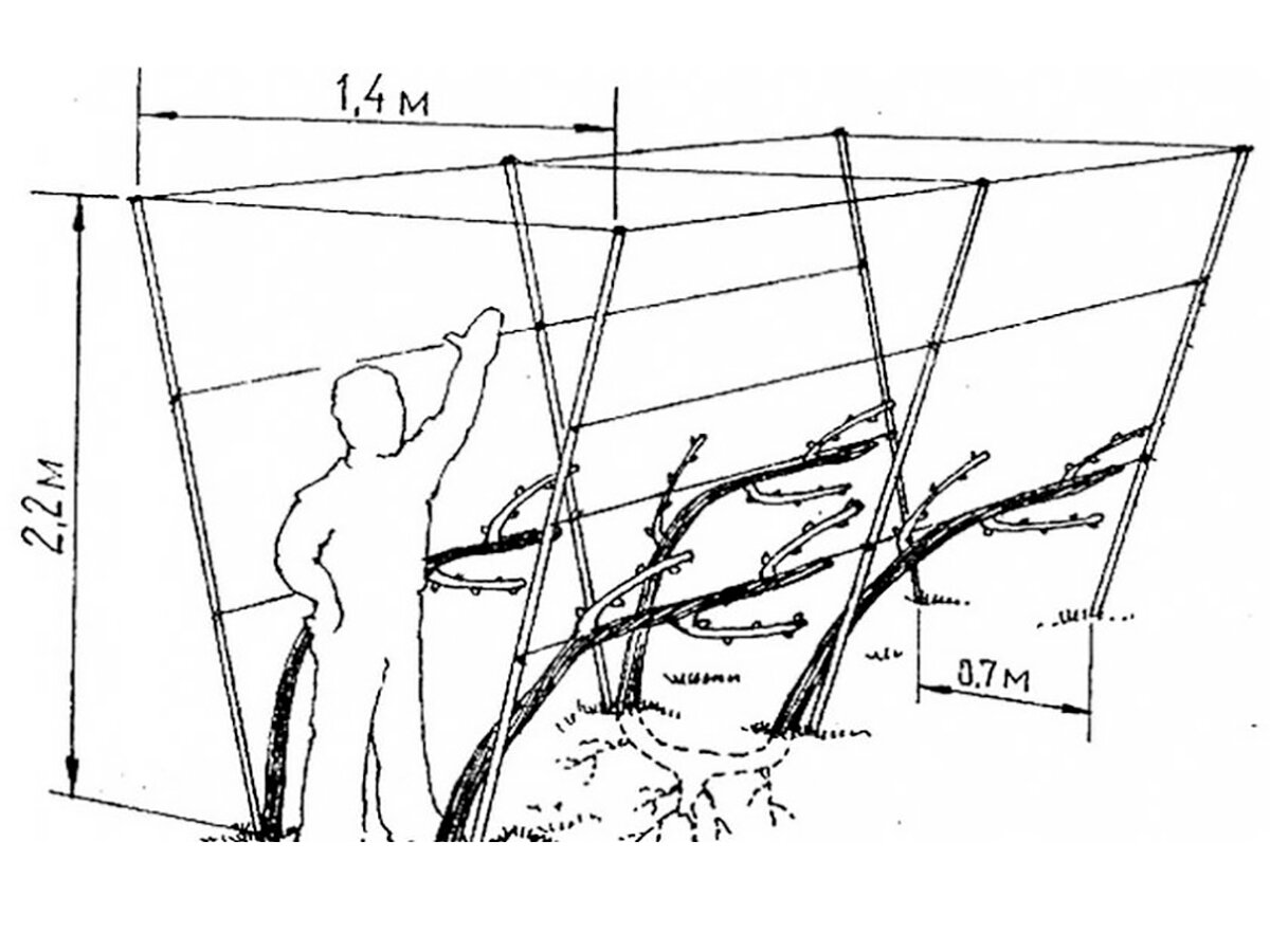 Шпалера для винограда своими руками чертежи и фото на даче