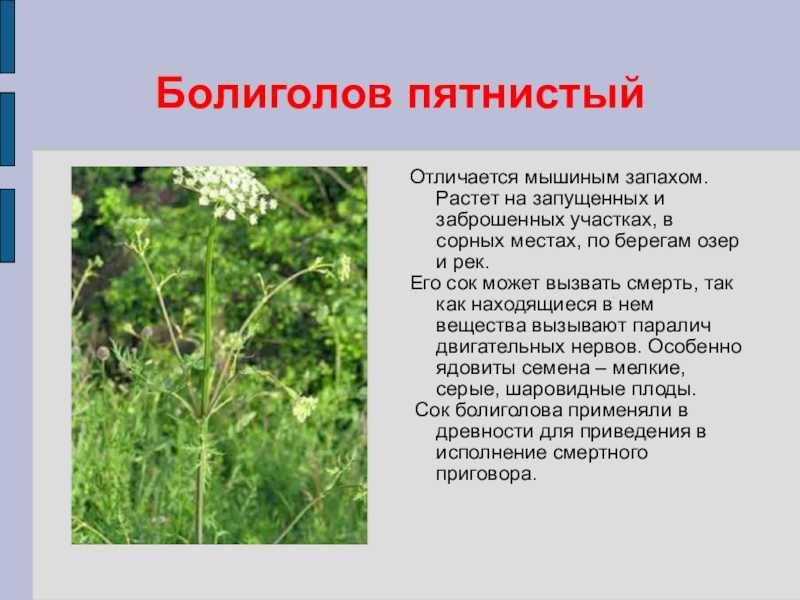 Как правильно пить настойку болиголова: общая, ослабленная и усиленная дозировка