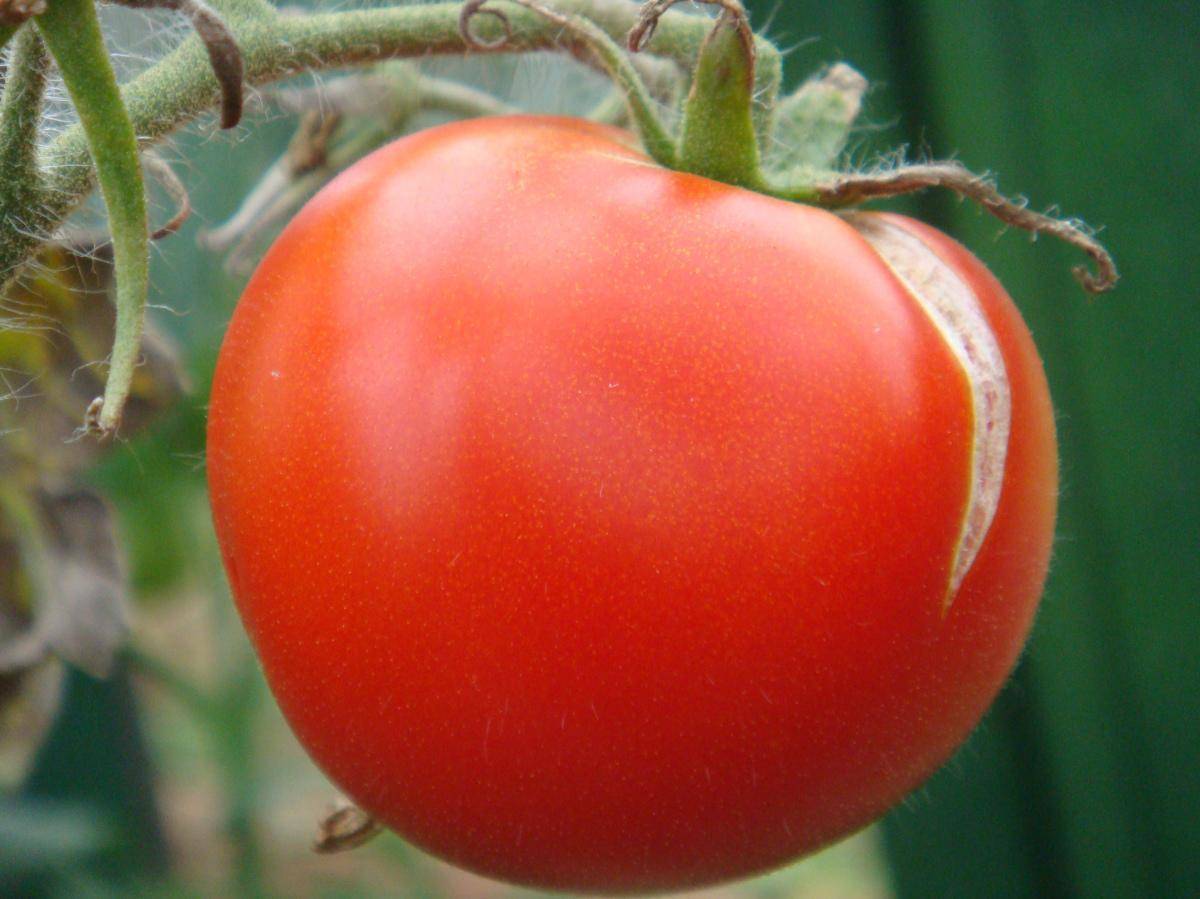 Почему помидоры трескаются в теплице при созревании на кусту
