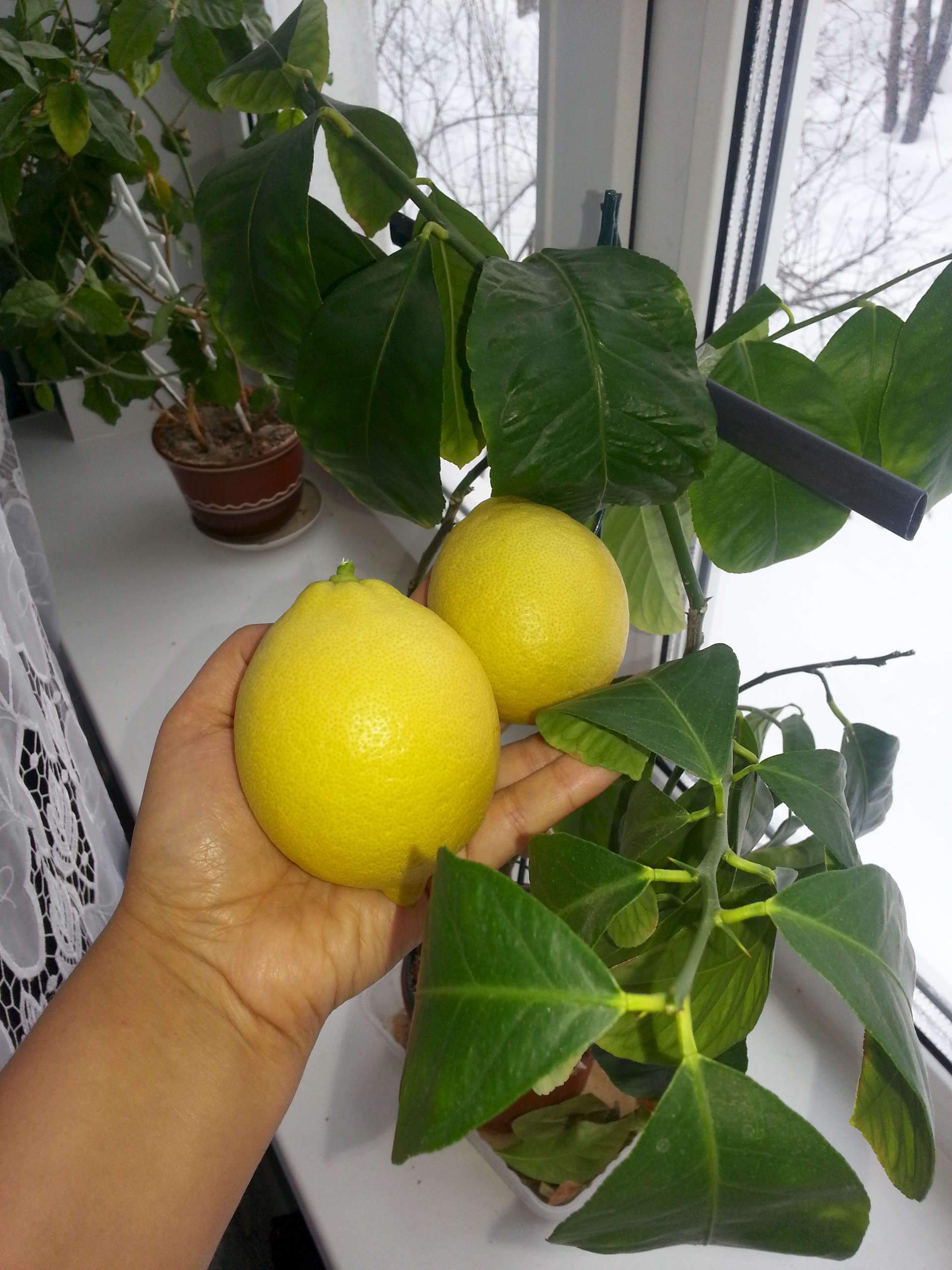 Комнатный лимон в домашних условиях