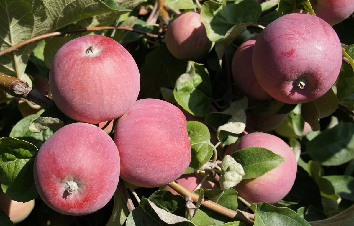 Скороплодные сорта яблонь для подмосковья с фото и описанием