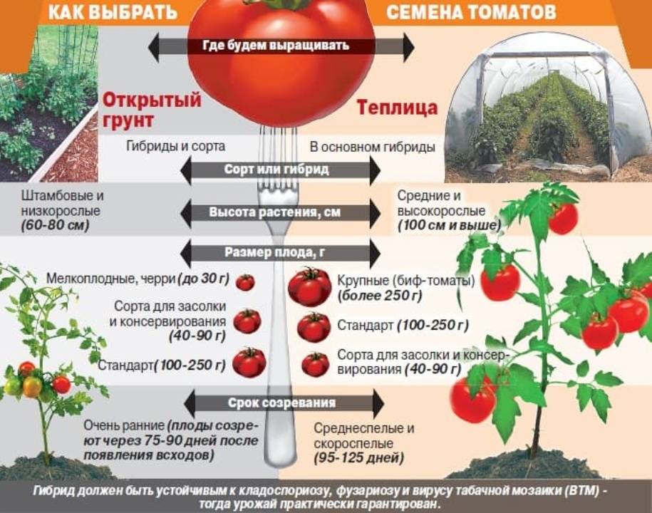 Уход за помидорами в теплице > видео + фото