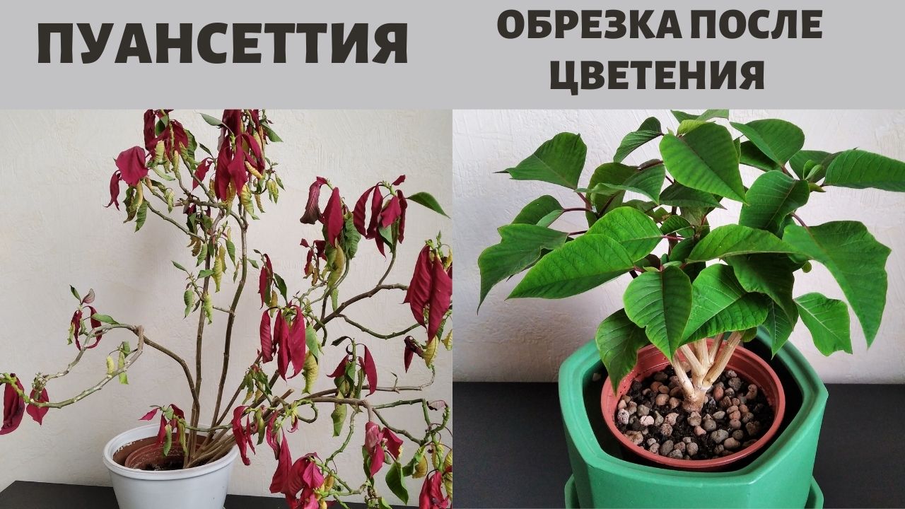 Пуансеттия красная — как ухаживать домашних условиях