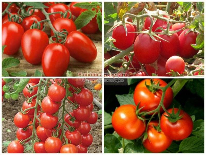 Лучшие сорта томатов для теплицы: самые урожайные, сладкие, низкорослые и ранние