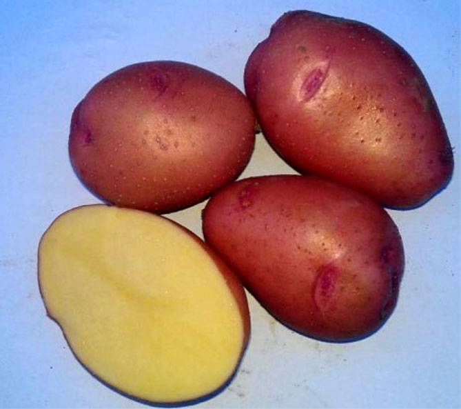 Сорт картофеля красавчик: фото, отзывы, описание, характеристики.