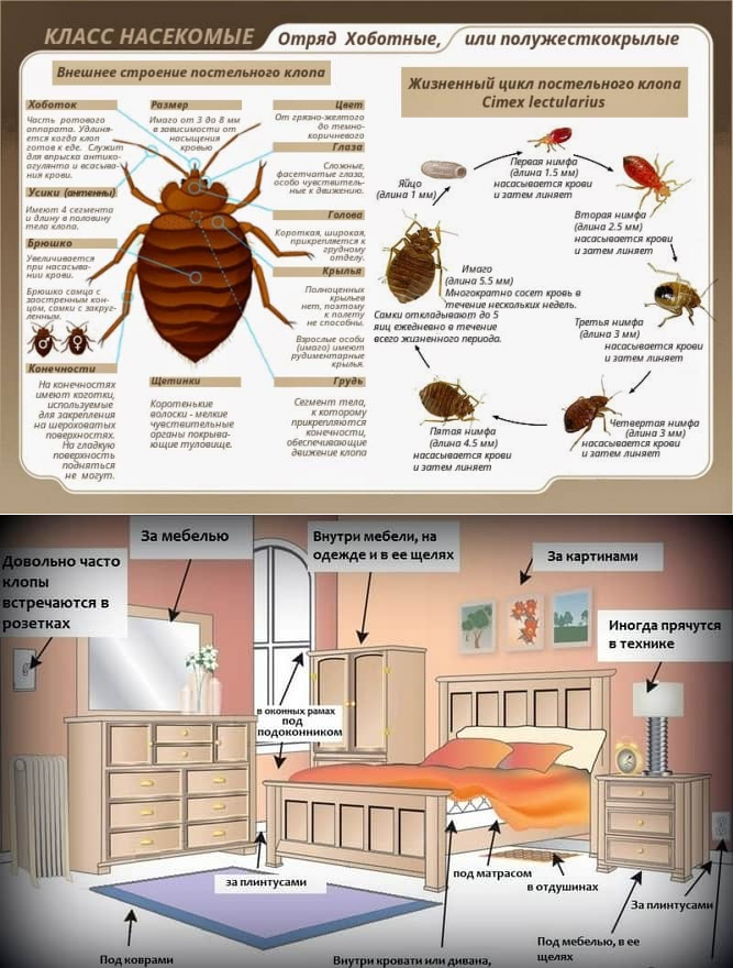 Чего боятся клопы народные средства