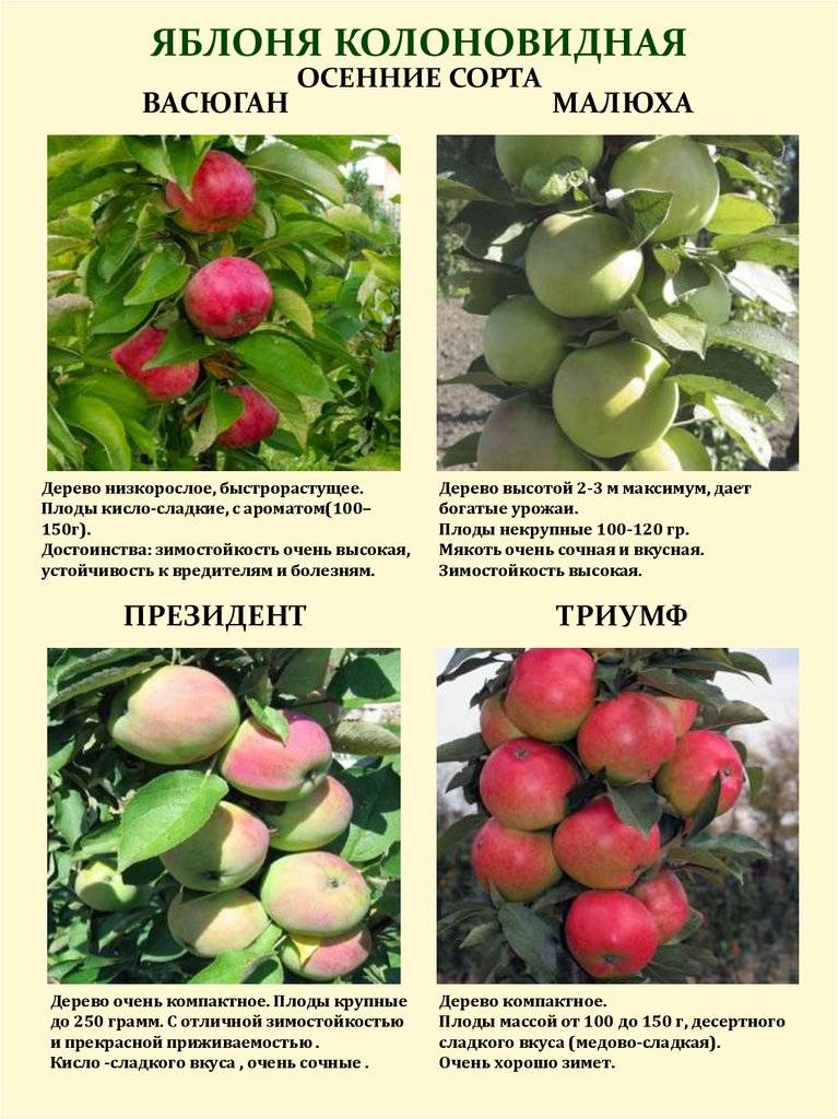 Ранние сорта яблонь ?: яблоня красное раннее, фото с описанием | qlumba.com