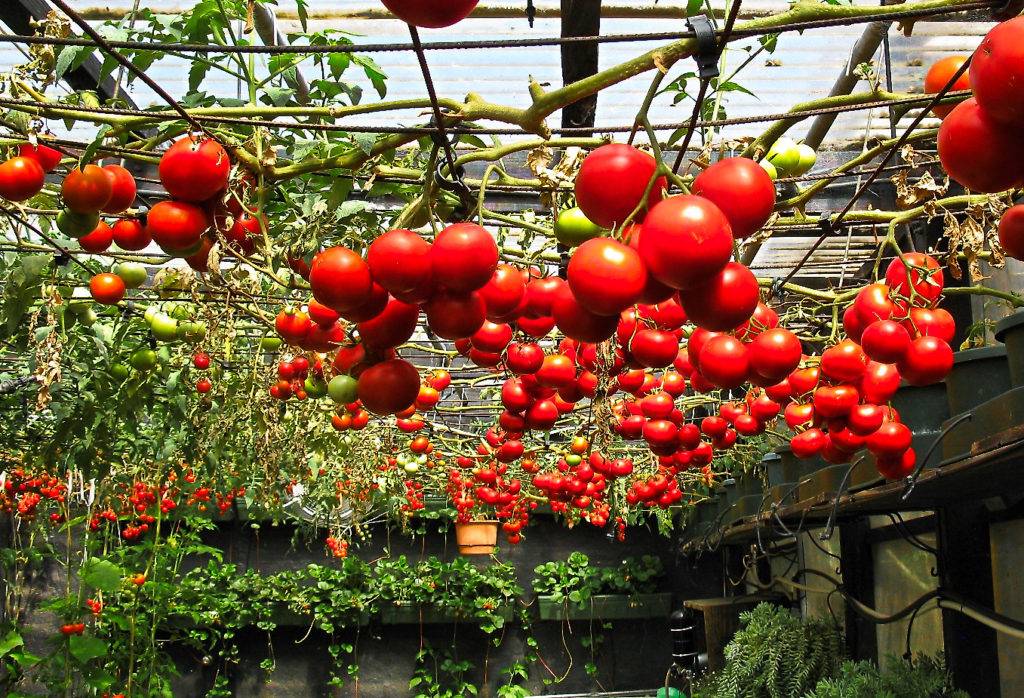 Выращивание помидоров в парнике > видео + фото процессов