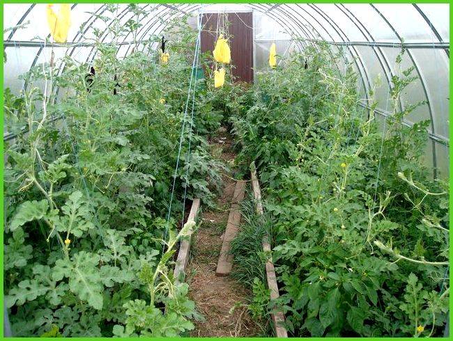 Выращивание арбузов в теплице: проверенным методом