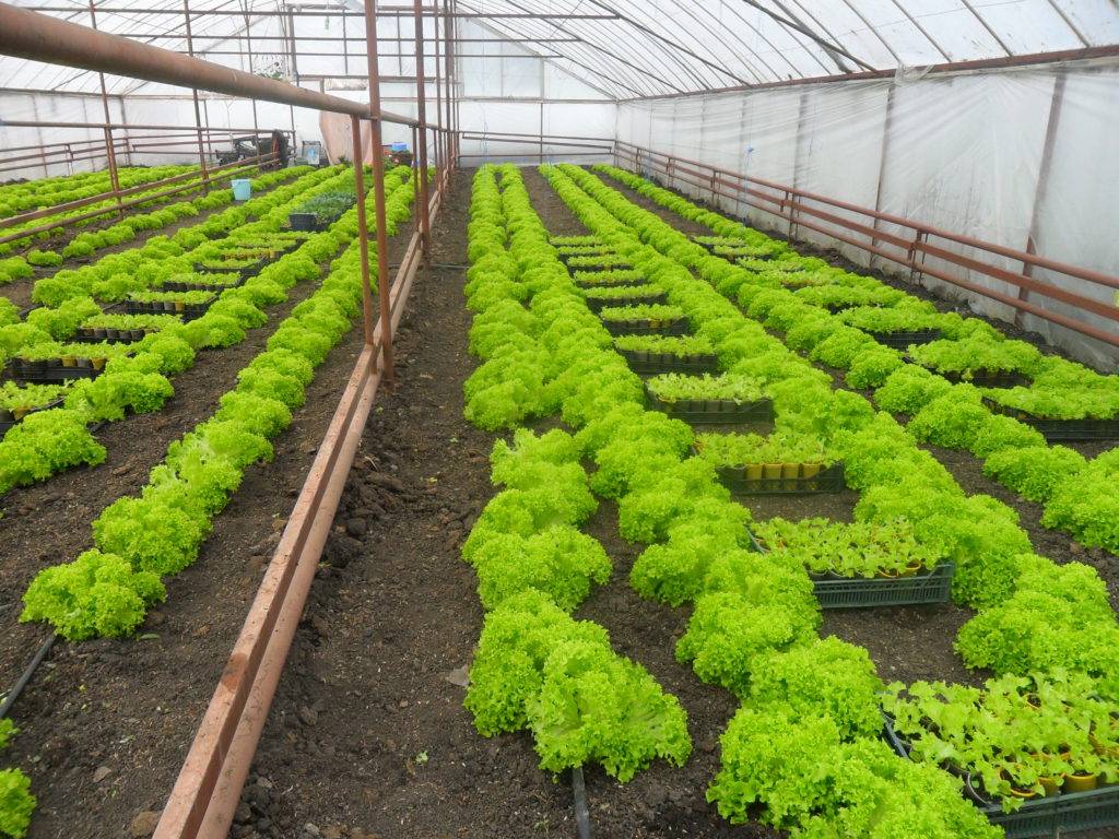 Прибыльный бизнес: выращивание зелени на продажу