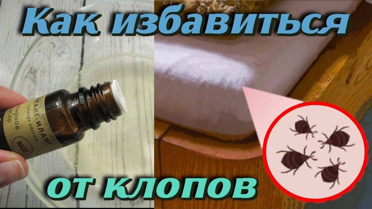 Избавляемся от диванных клопов – проверенные рецепты
