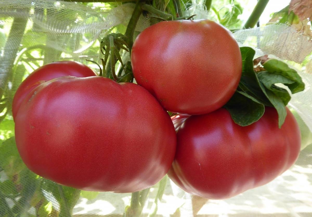 Супер ранние помидоры сорта для теплиц | огородник