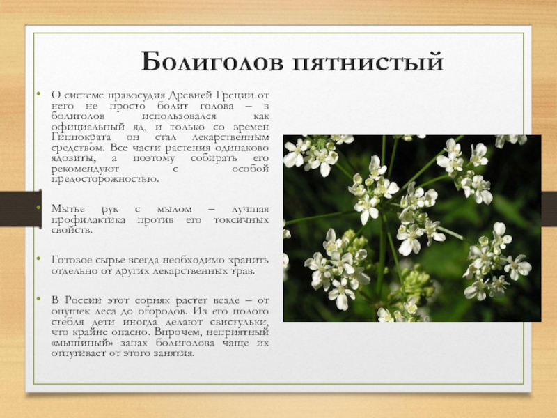Настойка болиголова: инструкция по применению, рецепты приготовления и побочные действия