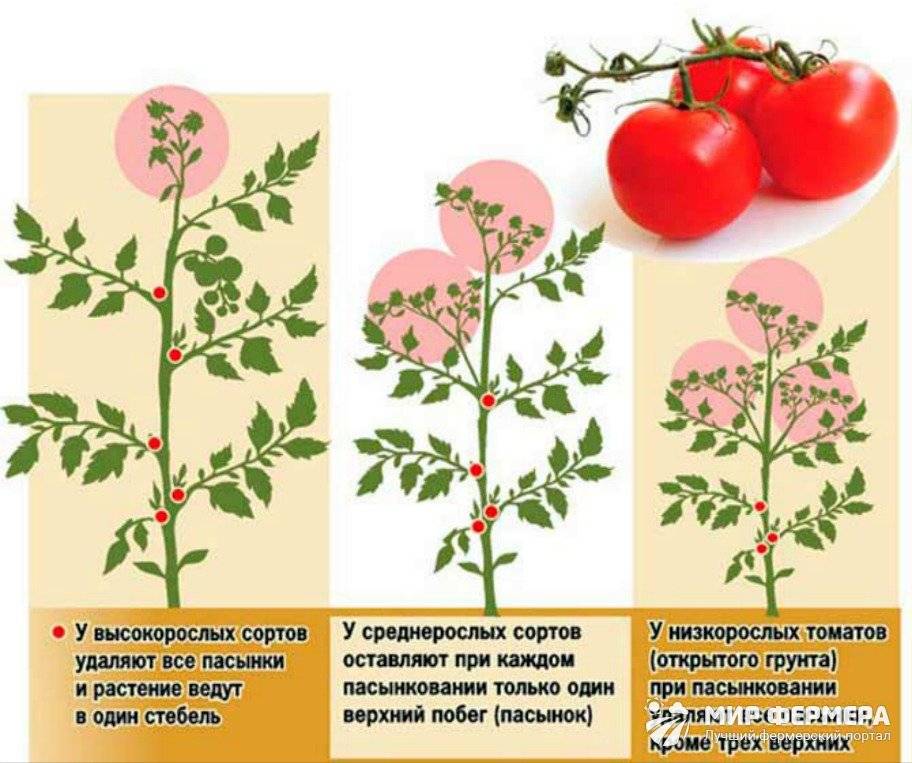 Пасынкование томатов в теплице - пошаговая схема