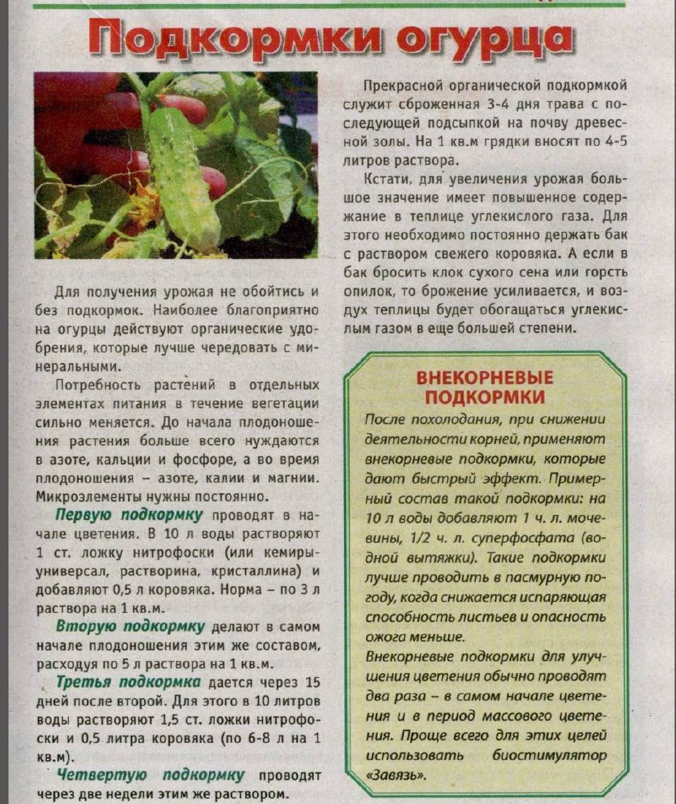 Подкормка огурцов в теплице: средства и народные рецепты