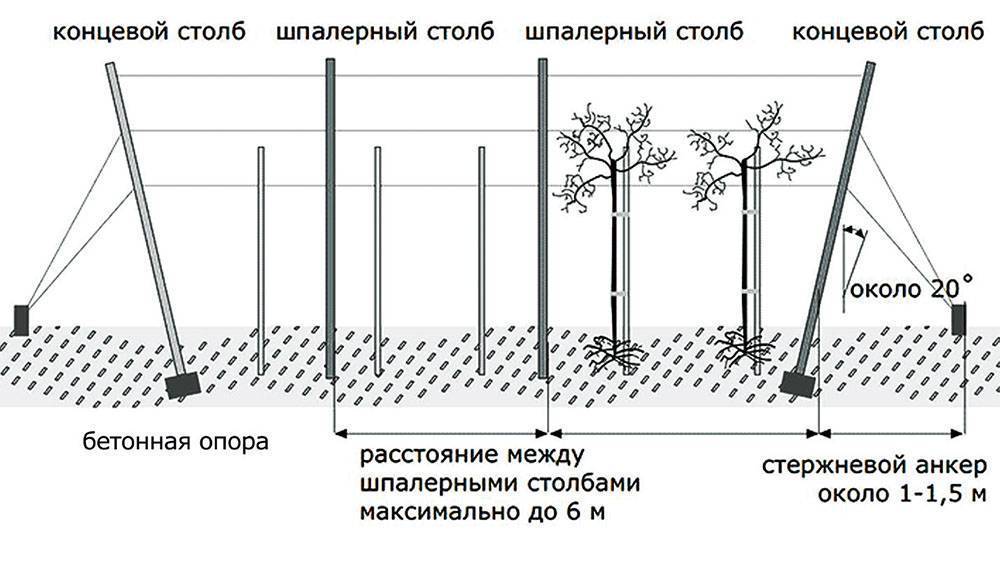 Шпалера для винограда размеры чертеж