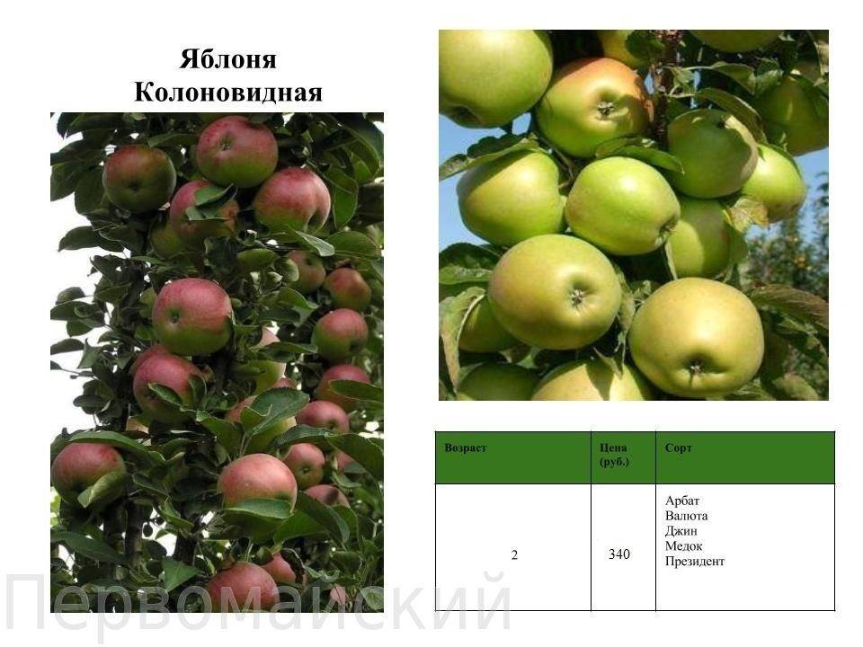 Сорта яблонь и фото с названием и описанием для средней полосы россии