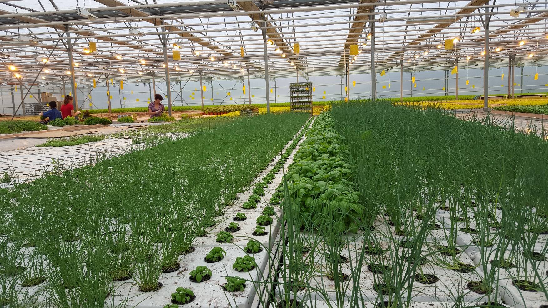 Выращивание зелени в теплице как бизнес: с чего начать, каковы плюсы и минусы