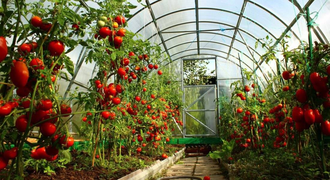 Выращивание томатов в теплице от посадки до урожая