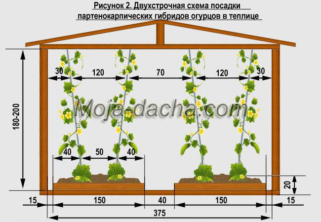 На каком расстоянии сажать огурцы в теплице и открытом грунте, схемы